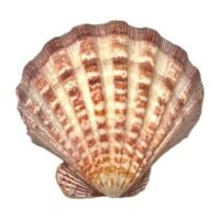 Porte encens coquille St Jacques Patte de Lion