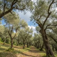 Bougie d'automne en bois - Bois d’olivier